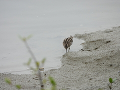 Gallinago gallinago
