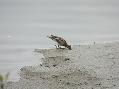 Gallinago gallinago