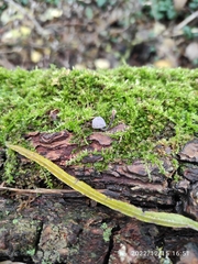 Mycena clavularis
