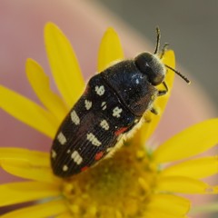 Acmaeodera gibbula