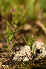 Plantago afra