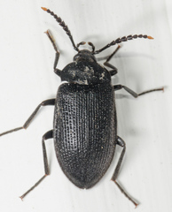 Penthe pimelia