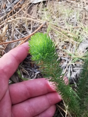 Aspalathus alopecurus