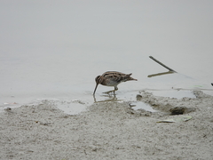 Gallinago gallinago