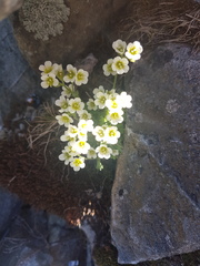 Saxifraga cespitosa