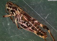 Gomphocerus sibiricus