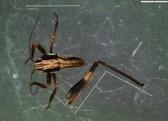 Tettigoniinae