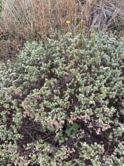 Pimelea prostrata