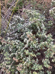 Pimelea prostrata