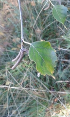 Betula pendula