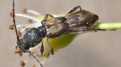 Molorchus bimaculatus