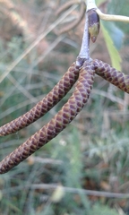 Betula pendula