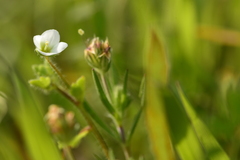 Veronica cymbalaria