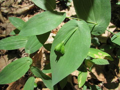 Uvularia perfoliata