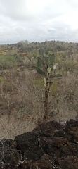 Opuntia galapageia