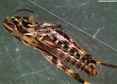 Gomphocerus sibiricus