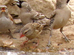 Quelea quelea lathamii