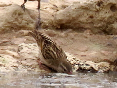 Quelea quelea lathamii