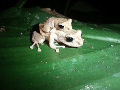 Pristimantis palmeri