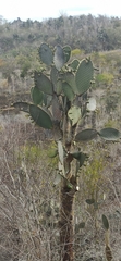 Opuntia galapageia
