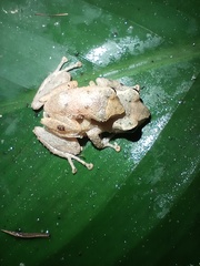 Pristimantis palmeri