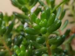 Sedum × rubrotinctum