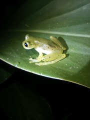 Espadarana prosoblepon