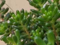 Sedum × rubrotinctum