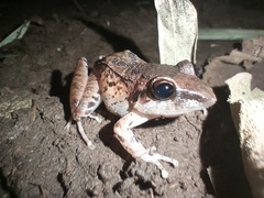 Pristimantis achatinus