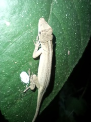 Anolis antonii