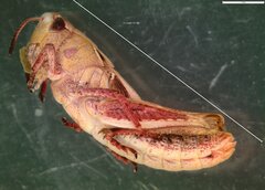 Gomphocerippus rufus