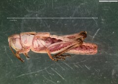 Gomphocerippus rufus