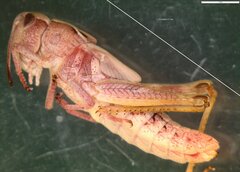 Gomphocerippus rufus