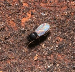 Sphaeroceridae