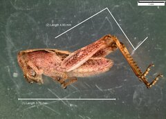 Gomphocerippus rufus