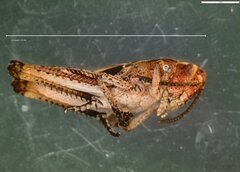 Gomphocerippus rufus