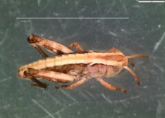 Gomphocerippus rufus