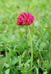 Trifolium