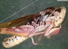 Gomphocerippus rufus