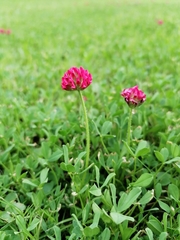 Trifolium