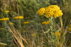 Achillea arabica