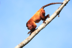 Alouatta