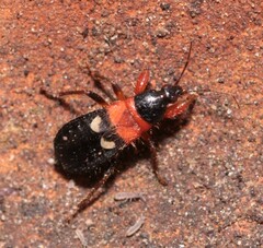 Prostemma sanguineum