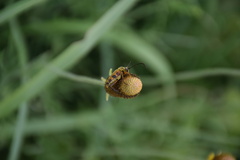 Typocerus octonotatus