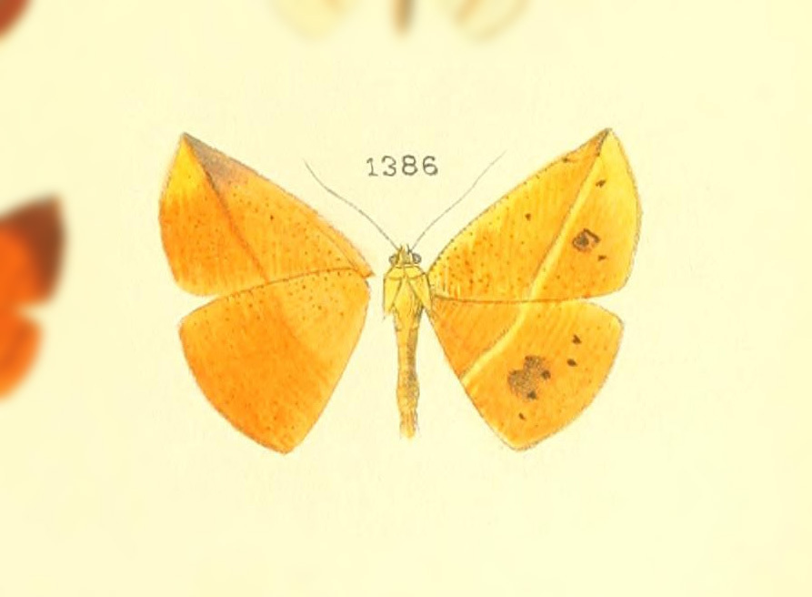 Cratoptera vestianaria