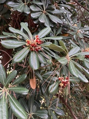 Pittosporum tobira