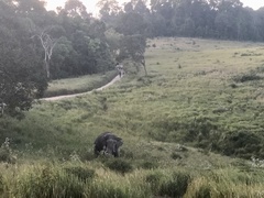 Elephas maximus indicus