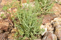 Lactuca orientalis