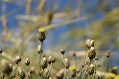 Phagnalon rupestre