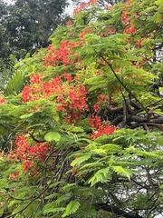 Delonix regia image